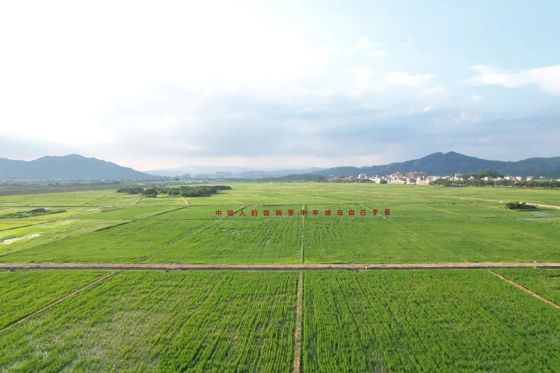 鳌头镇万亩良田示范区打造的“双高”水田,高标准农田,全域土地综合整治,耕地保护规划 鳌头镇万亩良田示范区打造的“双高”水田,高标准农田,全域土地综合整治,耕地保护规划
